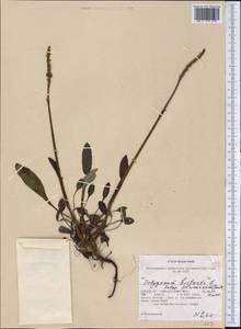 Bistorta plumosa (Small) Greene, America (AMER) (United States)