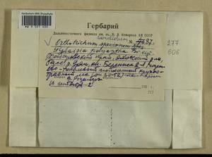 Lewinskya sordida (Sull. & Lesq.) F. Lara, Garilleti & Goffinet, Bryophytes, Bryophytes - Russian Far East (excl. Chukotka & Kamchatka) (B20) (Russia)