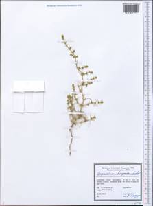 Girgensohnia bungeana Sukhor., Middle Asia, Pamir & Pamiro-Alai (M2) (Uzbekistan)