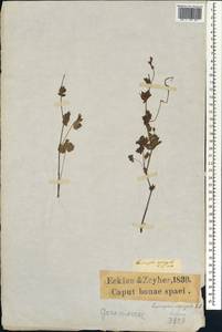 Pelargonium ellaphieae E.M. Marais, Africa (AFR) (South Africa)