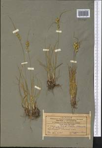 Carex oederi var. oederi, Middle Asia, Western Tian Shan & Karatau (M3) (Kyrgyzstan)