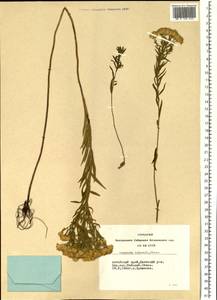 Galatella biflora (L.) Nees, Siberia, Altai & Sayany Mountains (S2) (Russia)