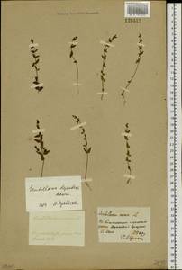 Scutellaria dependens Maxim., Siberia, Baikal & Transbaikal region (S4) (Russia)