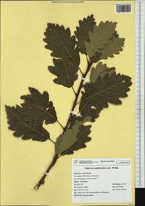 Quercus pubescens Willd. , nom. cons., Western Europe (EUR) (Italy)