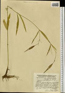 Vincetoxicum changqinianum P. T. Li, Siberia, Russian Far East (S6) (Russia)