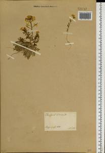 Chorispora sibirica (L.) DC., Siberia, Central Siberia (S3) (Russia)