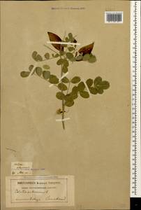 Colutea arborescens L., Caucasus, Georgia (K4) (Georgia)
