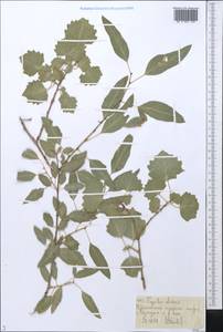 Populus euphratica Olivier, Middle Asia, Muyunkumy, Balkhash & Betpak-Dala (M9) (Kazakhstan)