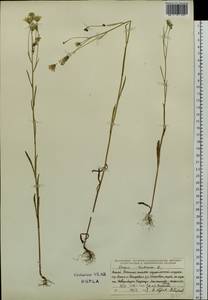 Crepis tectorum L., Siberia, Altai & Sayany Mountains (S2) (Russia)