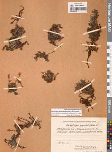 Saxifraga oppositifolia subsp. ajanica (Sipliv.) Vorosch., Siberia, Chukotka & Kamchatka (S7) (Russia)