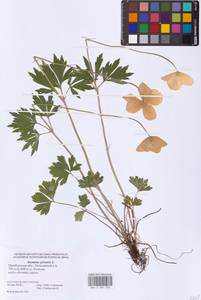 Anemone sylvestris L., Eastern Europe, Eastern region (E10) (Russia)