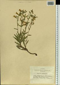 Campanula sibirica L., Siberia, Altai & Sayany Mountains (S2) (Russia)