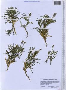 Diphasiastrum complanatum (L.) Holub, Siberia, Russian Far East (S6) (Russia)