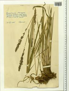 Calamagrostis, Siberia, Chukotka & Kamchatka (S7) (Russia)