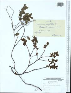 Vaccinium myrtillus L., Eastern Europe, Central region (E4) (Russia)