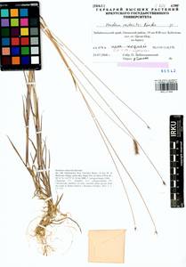 Hordeum roshevitzii Bowden, Siberia, Baikal & Transbaikal region (S4) (Russia)