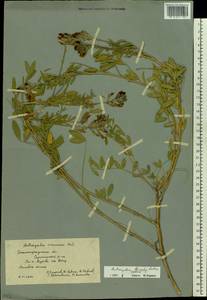 Astragalus brachylobus DC., Eastern Europe, Lower Volga region (E9) (Russia)