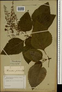 Plectranthus fruticosus L'Hér., South Asia, South Asia (Asia outside ex-Soviet states and Mongolia) (ASIA) (Not classified)