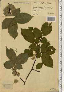 Ulmus glabra subsp. glabra, Eastern Europe, North Ukrainian region (E11) (Ukraine)