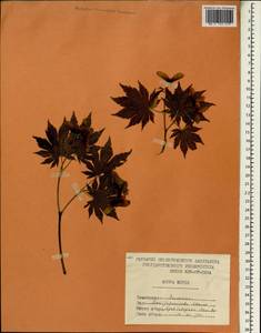 Acer japonicum Thunb., South Asia, South Asia (Asia outside ex-Soviet states and Mongolia) (ASIA) (North Korea)