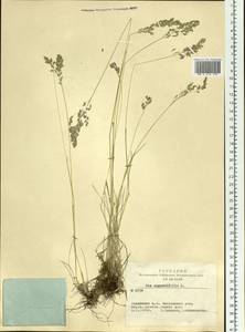 Poa angustifolia L., Siberia, Altai & Sayany Mountains (S2) (Russia)