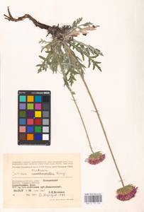 Jurinea cretacea Bunge, Eastern Europe, Lower Volga region (E9) (Russia)