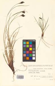 Carex eleusinoides Turcz. ex Kunth, Siberia, Chukotka & Kamchatka (S7) (Russia)