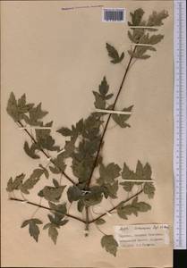 Acer tataricum subsp. semenovii (Regel & Herder) A. E. Murray, Middle Asia, Western Tian Shan & Karatau (M3) (Kyrgyzstan)