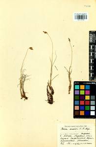 Carex enervis C.A.Mey., Siberia, Baikal & Transbaikal region (S4) (Russia)