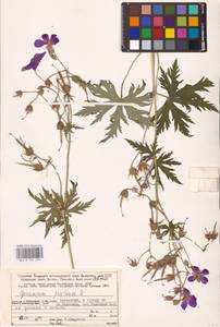 Geranium pratense L., Eastern Europe, Northern region (E1) (Russia)