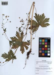 KUZ 000 212, Geranium albiflorum Ledeb., Siberia, Altai & Sayany Mountains (S2) (Russia)