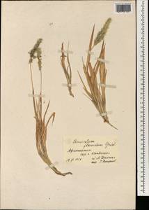 Pennisetum flaccidum Griseb., South Asia, South Asia (Asia outside ex-Soviet states and Mongolia) (ASIA) (Afghanistan)