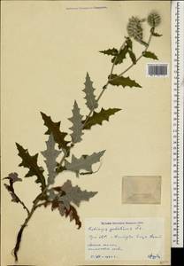 Echinops ossicus C. Koch, Caucasus, Armenia (K5) (Armenia)