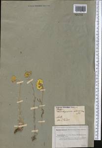 Helichrysum arenarium (L.) Moench, Middle Asia, Caspian Ustyurt & Northern Aralia (M8) (Kazakhstan)