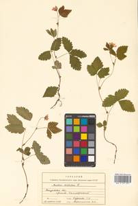 Rubus arcticus L., Siberia, Russian Far East (S6) (Russia)