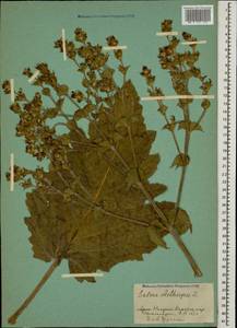 Salvia aethiopis L., Caucasus, Azerbaijan (K6) (Azerbaijan)