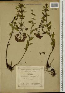 Origanum vulgare L., Caucasus, Georgia (K4) (Georgia)
