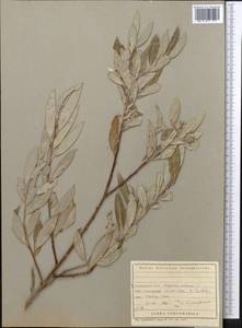 Salix, Middle Asia, Kopet Dag, Badkhyz, Small & Great Balkhan (M1) (Turkmenistan)