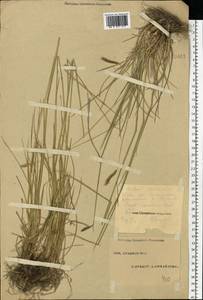 Hordeum brevisubulatum (Trin.) Link, Eastern Europe, Eastern region (E10) (Russia)