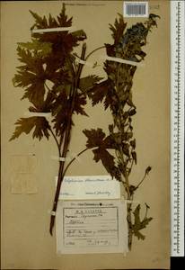 Delphinium flexuosum M. Bieb., Caucasus, Georgia (K4) (Georgia)