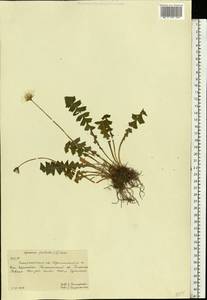 Aposeris foetida (L.) Less., Eastern Europe, West Ukrainian region (E13) (Ukraine)