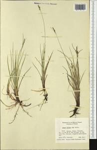 Carex livida (Wahlenb.) Willd., Western Europe (EUR) (Finland)