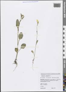 Brassica rapa subsp. oleifera (DC.) Metzg., Siberia, Baikal & Transbaikal region (S4) (Russia)