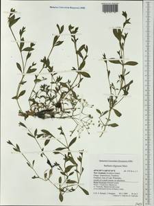 Stellaria alsine Grimm, Australia & Oceania (AUSTR) (New Zealand)