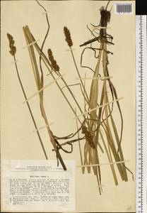 Carex vulpina L., Eastern Europe, Central forest-and-steppe region (E6) (Russia)