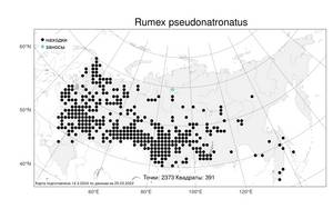 Rumex pseudonatronatus (Borbás) Borbás ex Murb., Atlas of the Russian Flora (FLORUS) (Russia)
