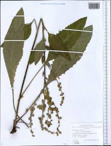 Verbascum chaixii Vill., Eastern Europe, Middle Volga region (E8) (Russia)