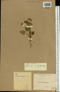 Viola hirta L., Eastern Europe, North Ukrainian region (E11) (Ukraine)