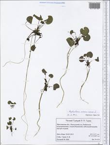 Hydrocharis morsus-ranae L., Eastern Europe, Central forest region (E5) (Russia)