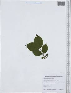 Lonicera praeflorens Batalin, Siberia, Russian Far East (S6) (Russia)